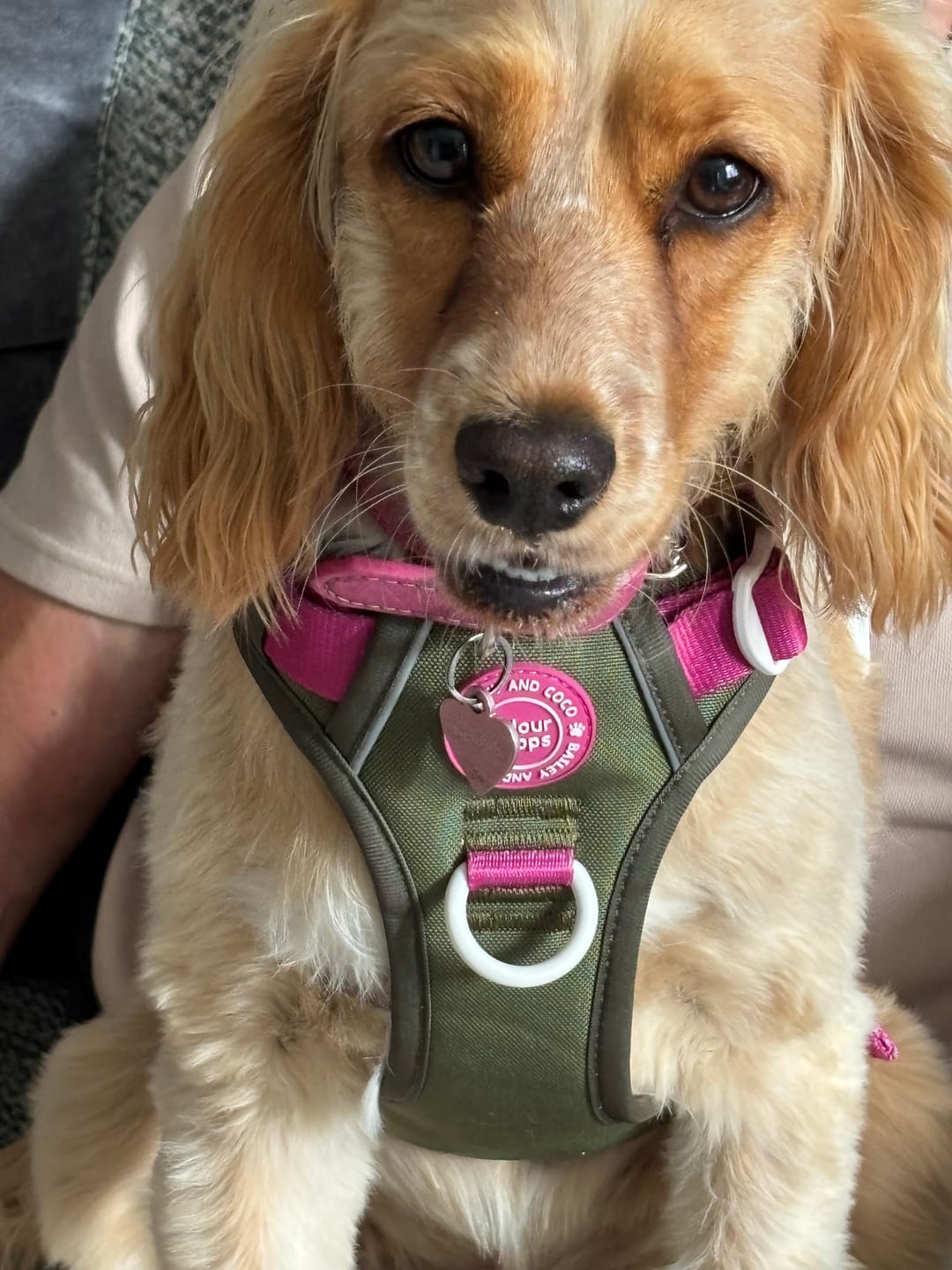 Customer photo review of Trail & Glow Dog Harness - COLOUR DROPS® - Olive it Hot