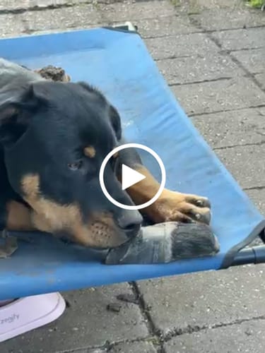 Customer video review of Cow Hooves