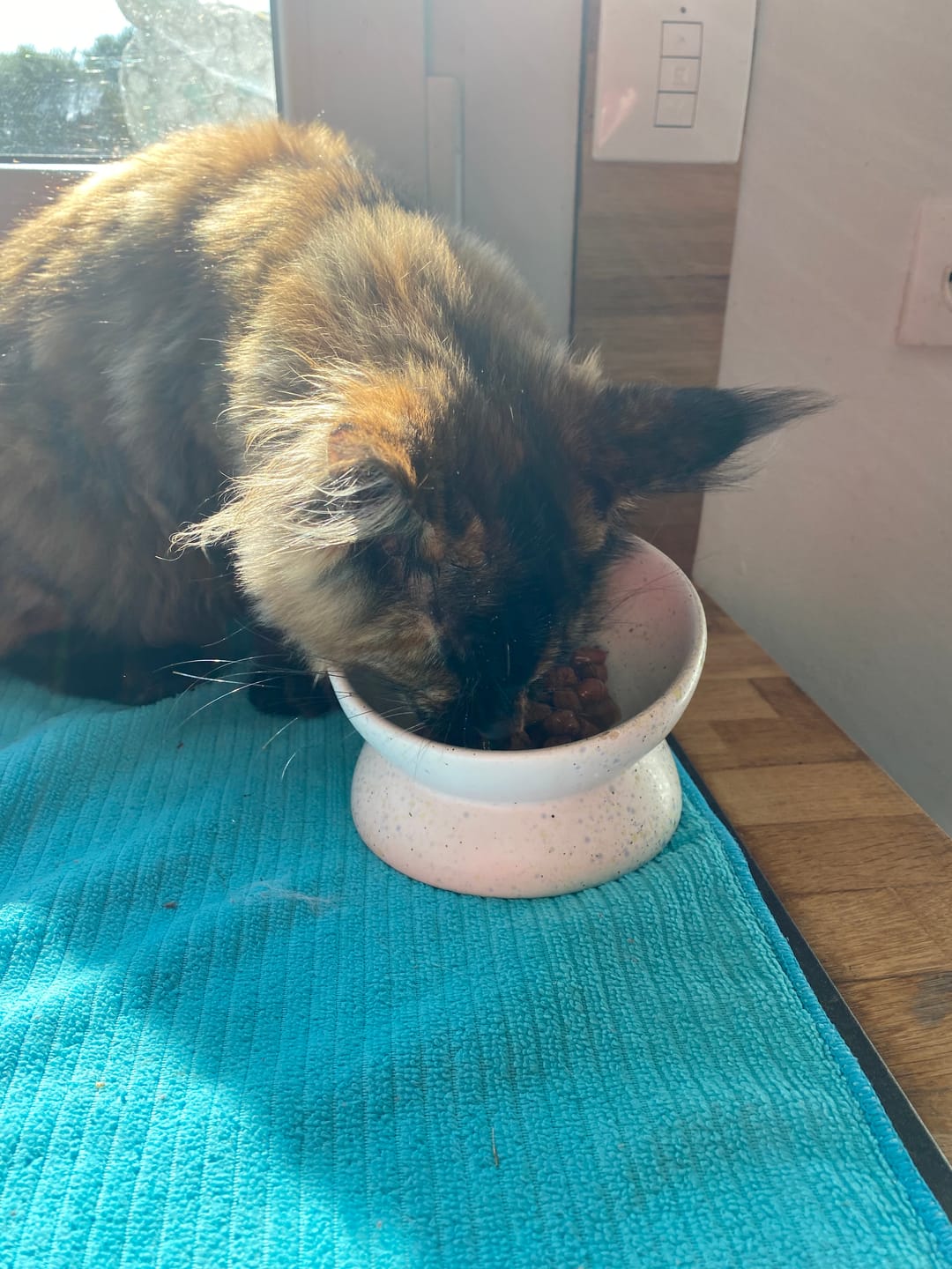 Customer photo review of Emincés au poulet (Chaton)