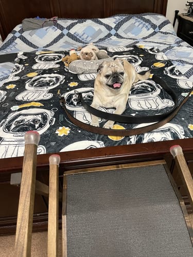 Customer photo review of The Montana Bison Double Layer