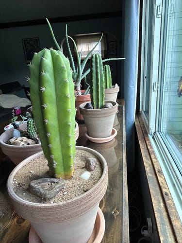 Customer photo review of San Pedro Cactus | Trichocereus (Echinopsis) Pachanoi