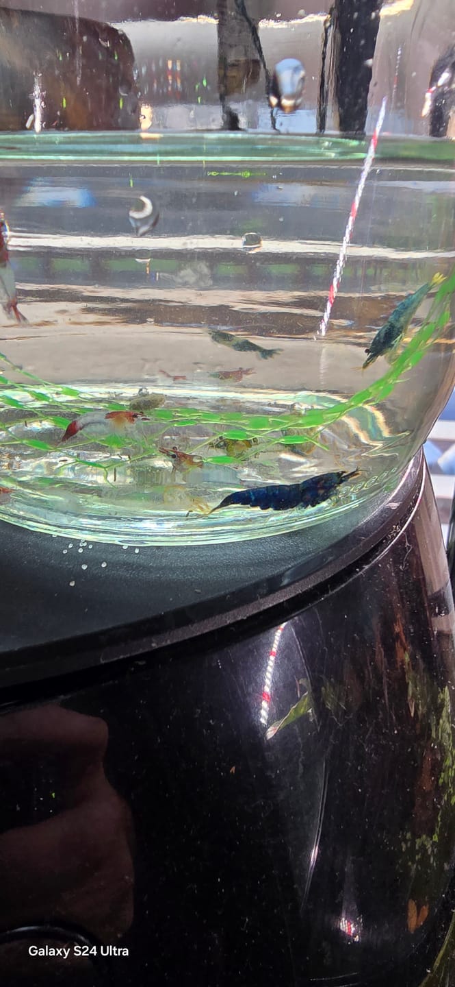 Customer photo review of Blue Bolt Shrimp (Caridina cantonensis var. “Blue Bolt”), Tank-Bred