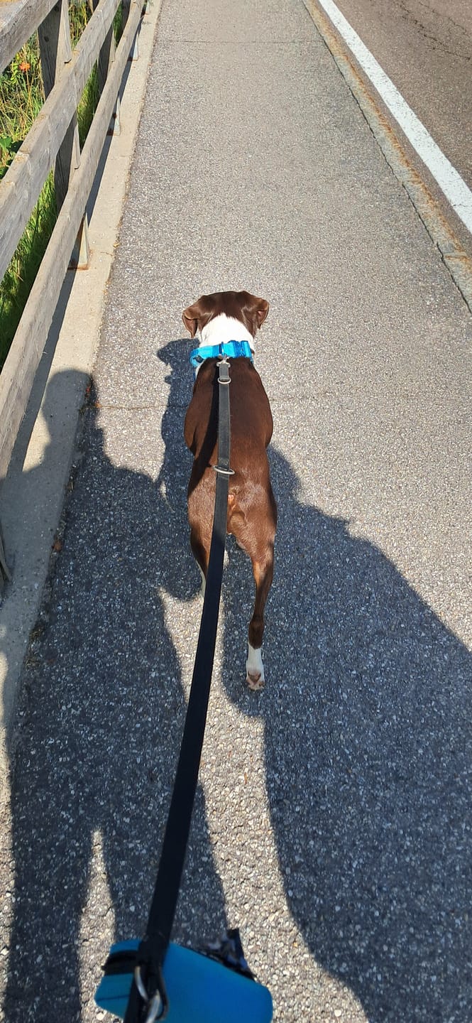 Customer photo review of Poop Bag Holder