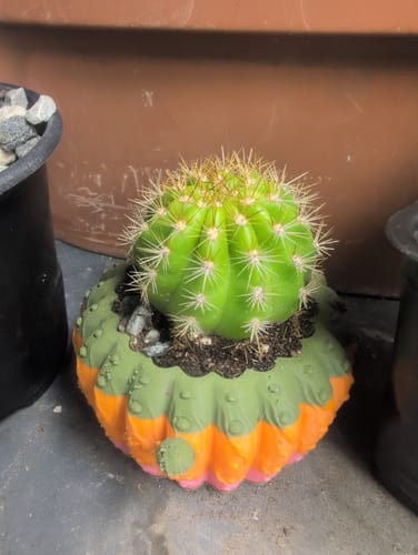 Customer photo review of Trichocereus grandiflorus | Torch Cactus