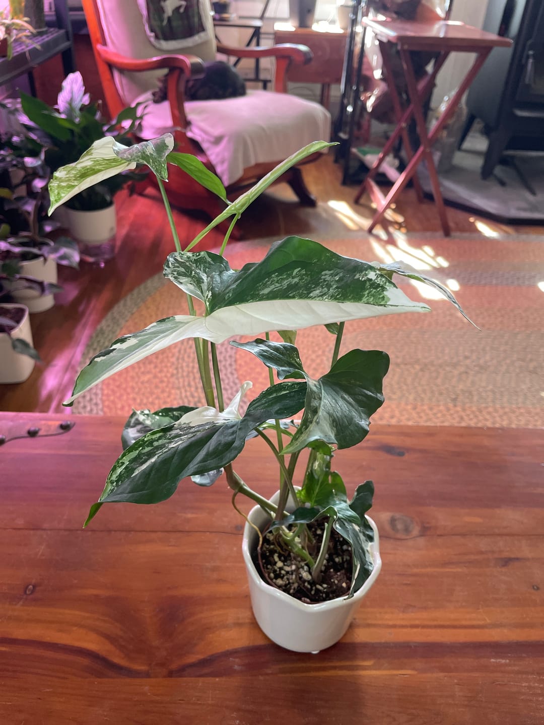Customer photo review of Syngonium podophyllum albo variegata