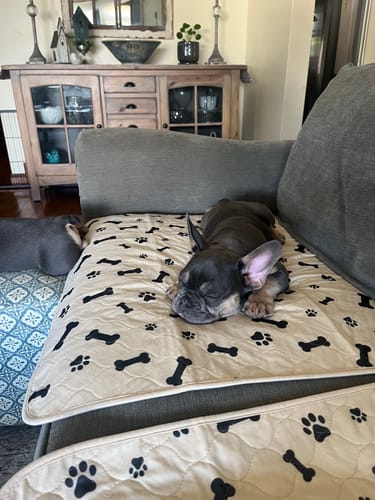 Customer photo review of Potty Buddy™ - The Durable Leak-Free Potty Pads