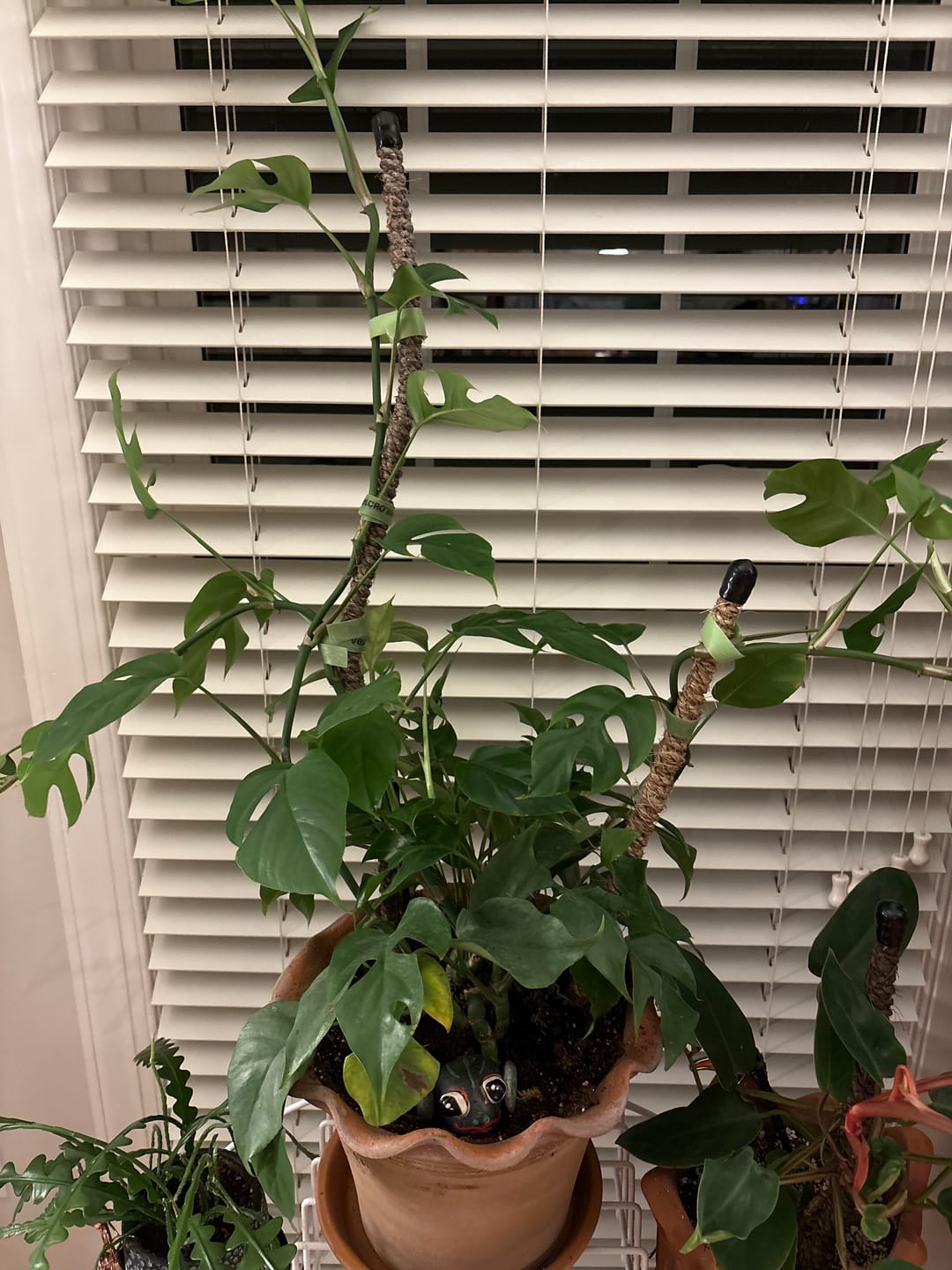 Customer photo review of The Bendable Moss Pole™ 𝘛𝘏𝘐𝘕