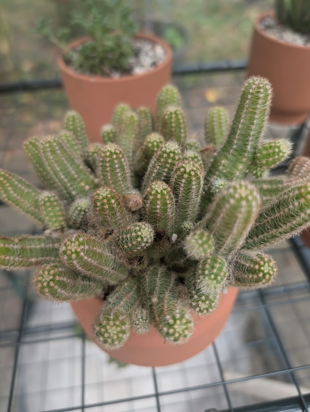 Customer photo review of Echinopsis Chamaecereus - Peanut Cactus