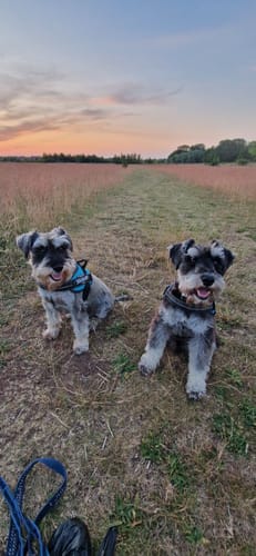 Customer photo review of Beef Bone Broth for Dogs