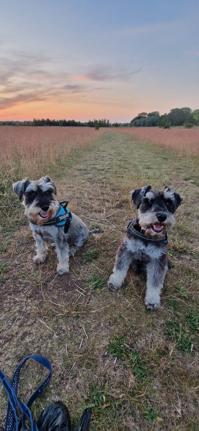 Customer photo review of Beef Bone Broth for Dogs