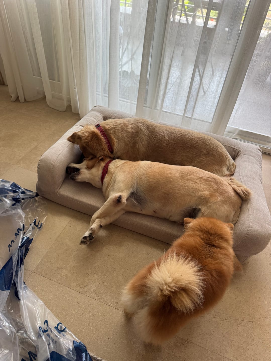 Customer photo review of Biggie Pet Bed