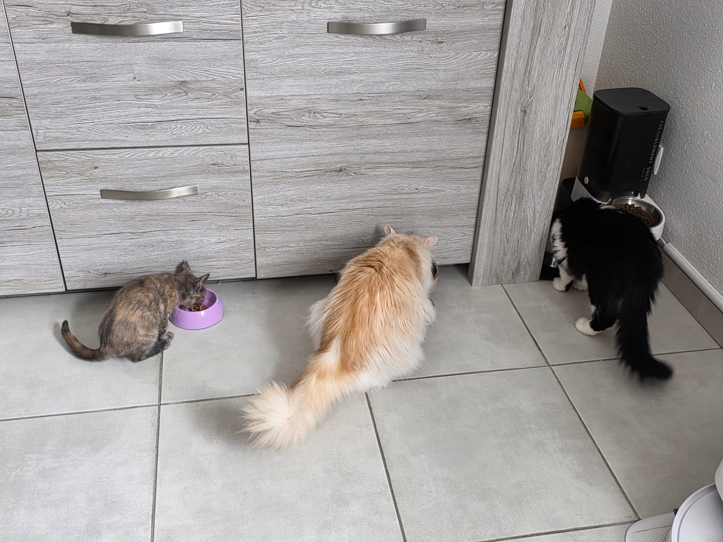 Customer photo review of Multipack d'effilés (Chat stérilisé et Chat adulte)