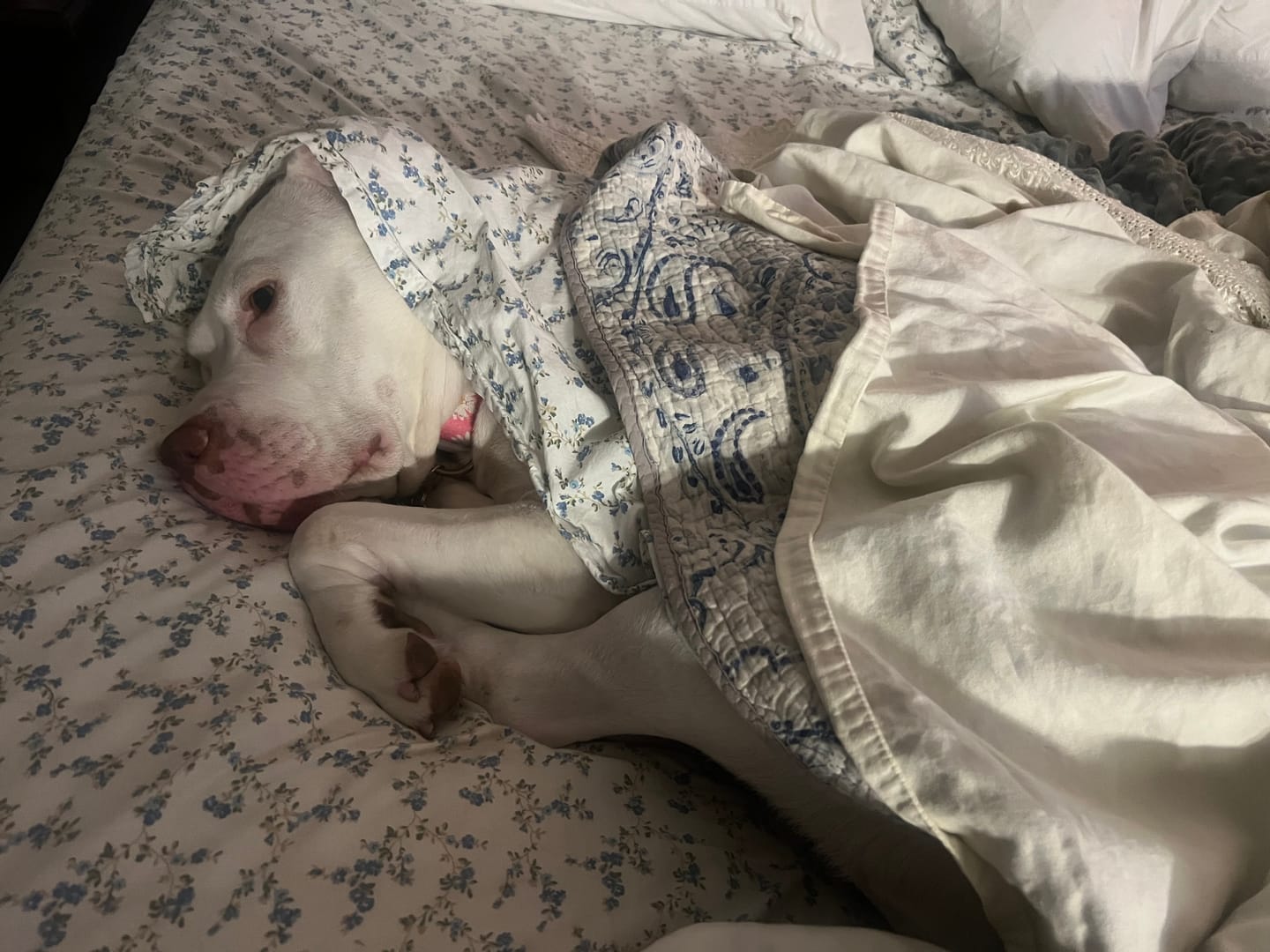Customer photo review of KING KALM CBD 300mg - Large Pet Formula 45 to 65lbs