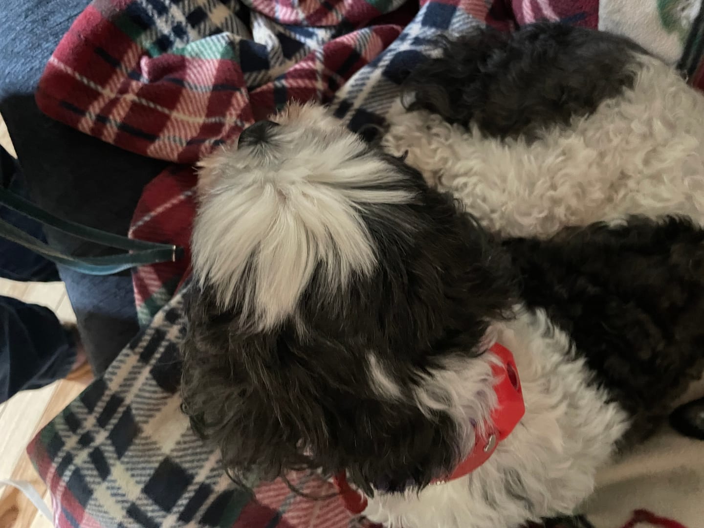 Customer photo review of FurLife™ - Natural Pheromone Calming Collar for Dogs