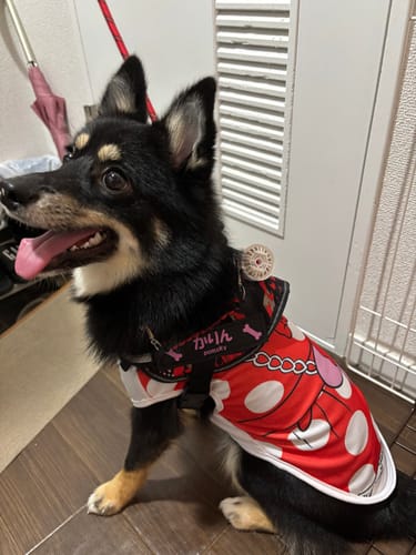 Customer photo review of FunFunPet 高機能ハーネス（お名前タグ作成サービス付き）