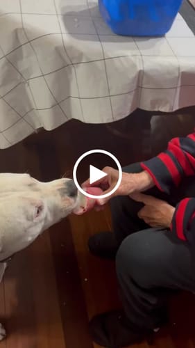 Customer video review of FurLife™ 12 Months Flea and Tick Free