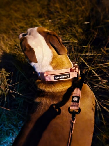 Tiffany D. review of 4cm LIGHTER Combat® Collar | Handle Rated Clip - Pink x Pink image 1 out of 2