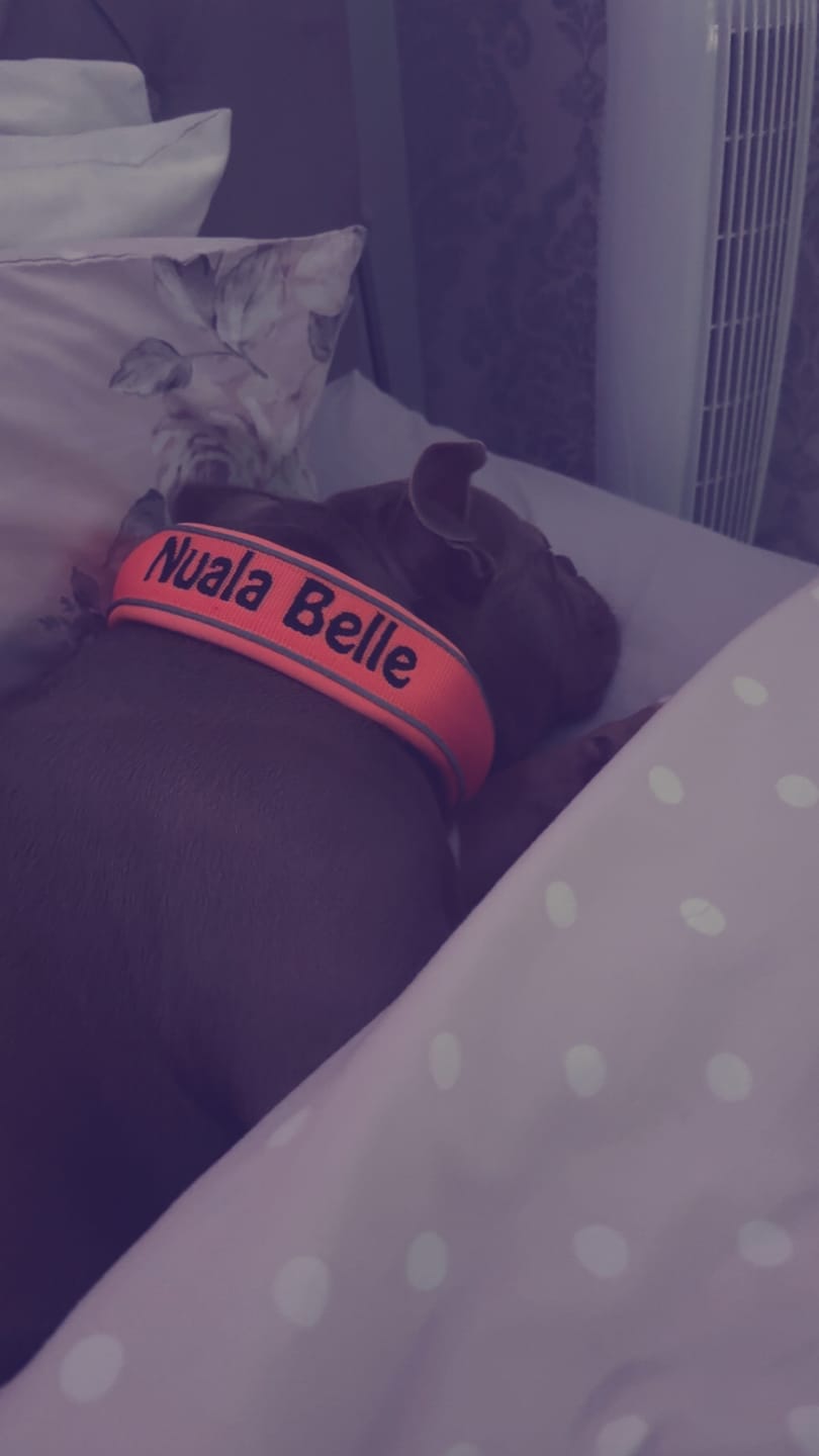Customer photo review of 5cm Slip on Collar | Foam Padded - Orange