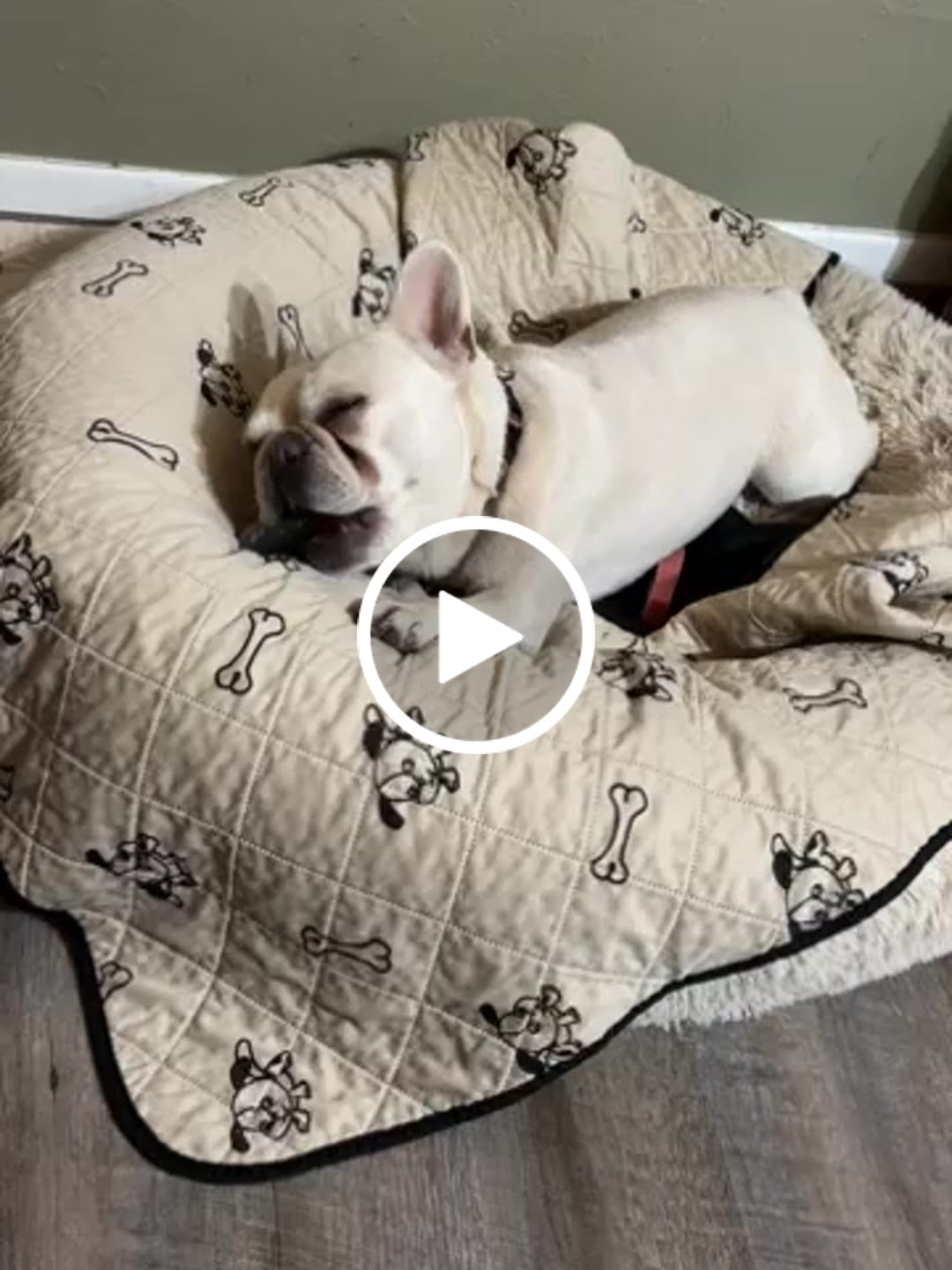 Customer video review of Strawberry Yak Chews