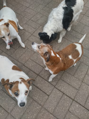 Customer photo review of Arden Grange Tasty Liver Treat for Dogs and Cats 75g