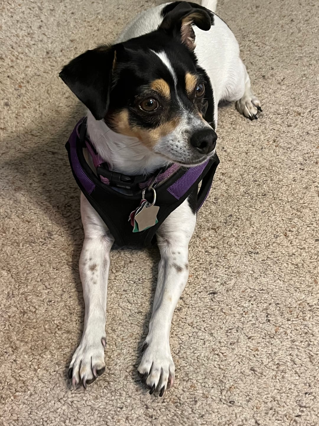 Customer photo review of Advanced Mobility Support + Satiety by Royal Canin