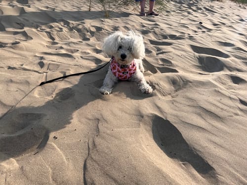 Customer photo review of Adjustable Dog Harness - Winging it