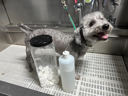 Customer photo review of CO2 Tablet For Canine Skincare | Lactic Acid | 100 Pack