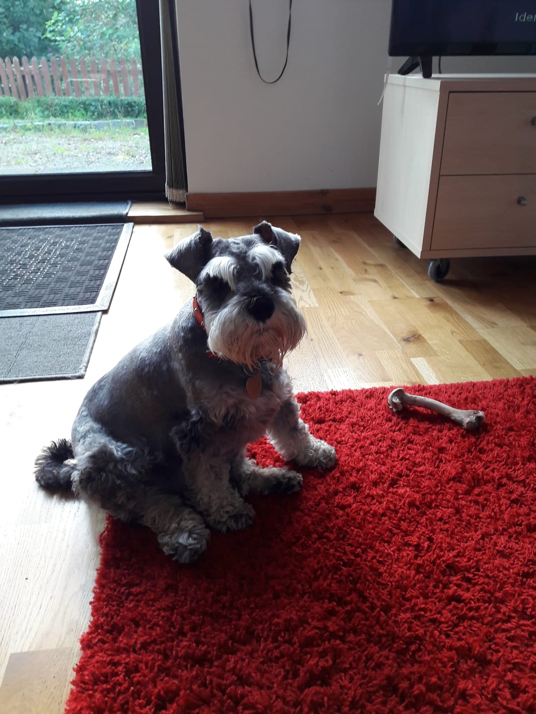 Customer photo review of Total Urinary Care Supplement For Dogs