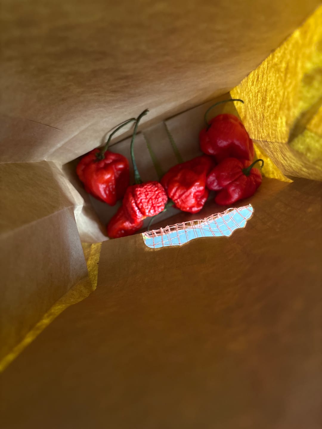 Customer photo review of Frische Carolina Reaper, 100g