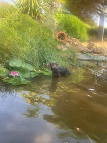 Customer photo review of Puppy