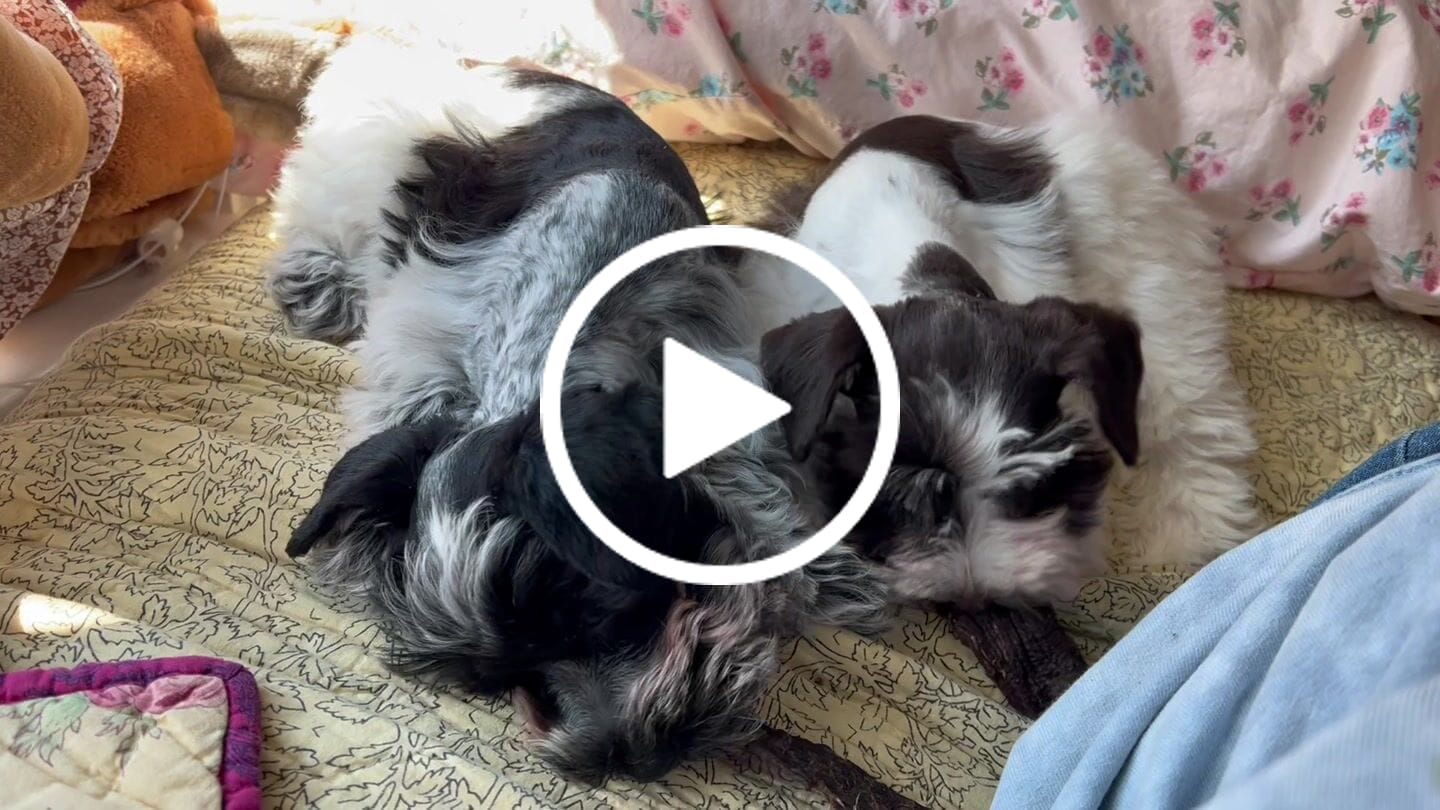 Customer video review of Tasty Ostrich Jerky (2oz): The Protein-Packed, Dental-Health Chew for Dogs of All Sizes