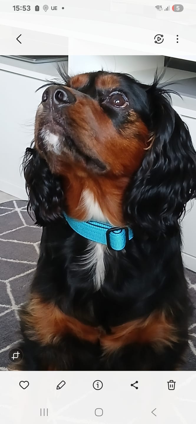 Customer photo review of 2.5cm Combat® Collar | With Handle & Rated Clip - Light Blue