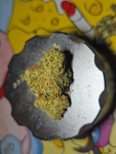 Customer photo review of Sunrise to Sunset Exotic Smalls Bundle