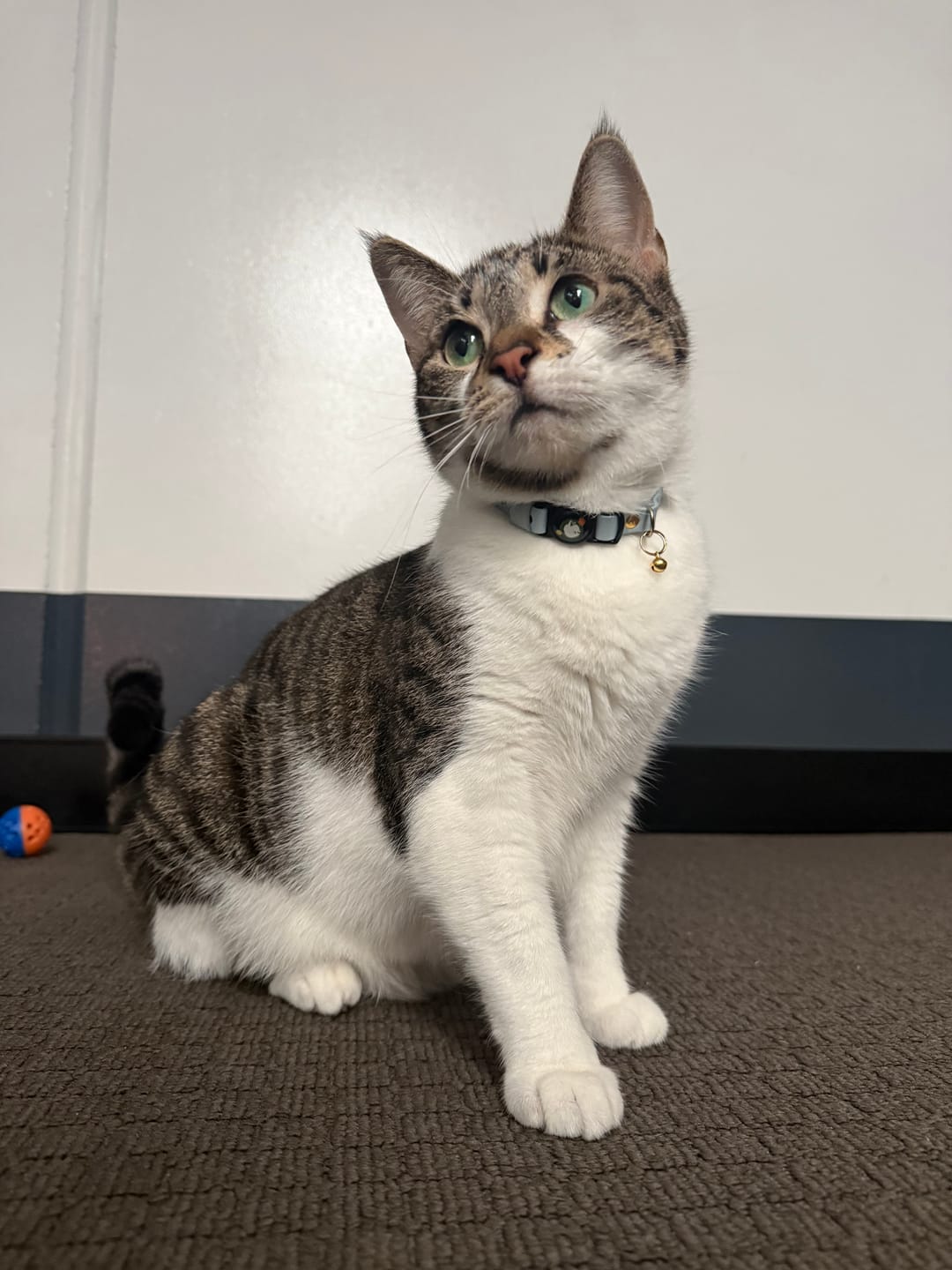 Customer photo review of Handmade Leather Cat Collar - Sky