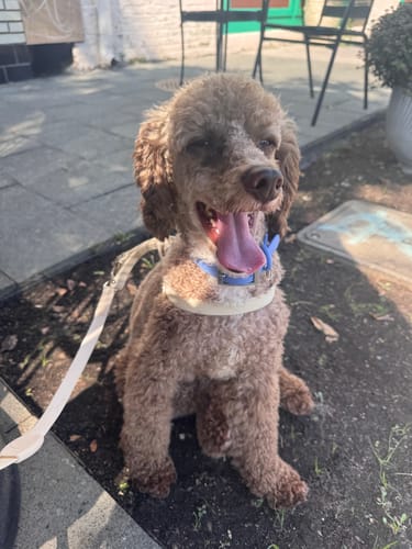 Customer photo review of 4X Ivory