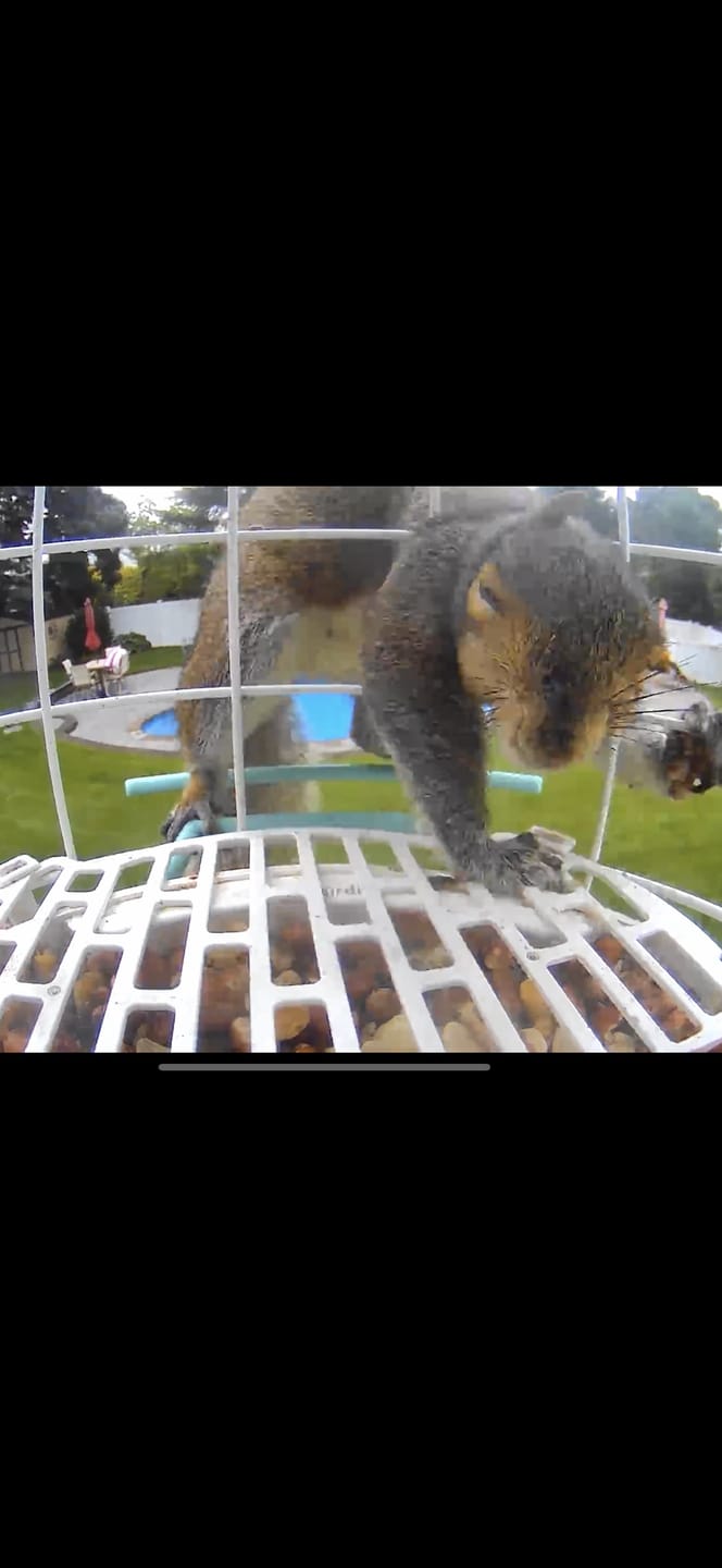 Customer photo review of Birdfy Shield - Bird Feeder Shield