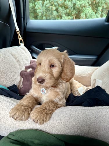 Customer photo review of The Cosy Car Seat