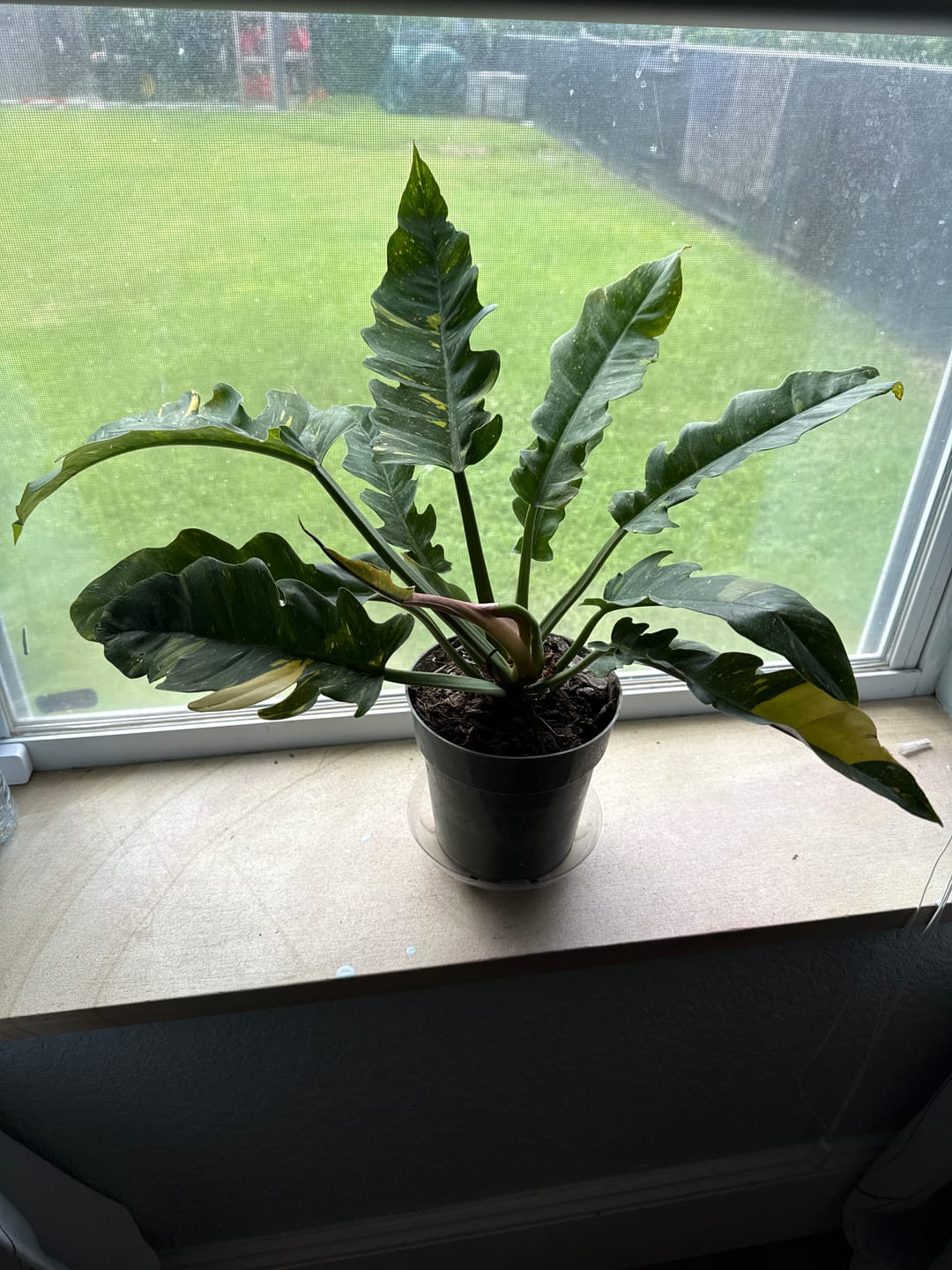 Customer photo review of Philodendron Ring of Fire Variegated