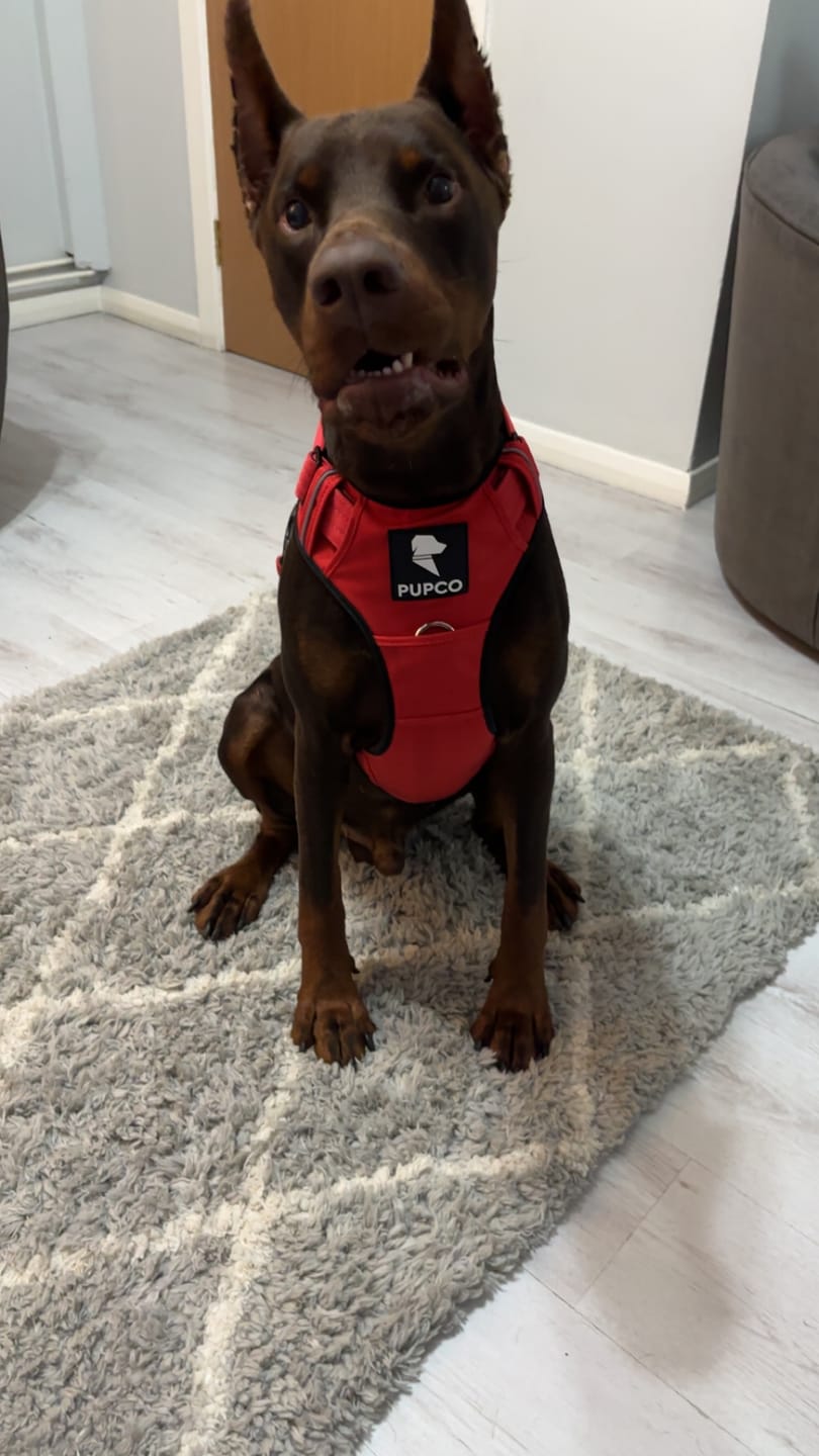 Customer photo review of Prime harness - Red