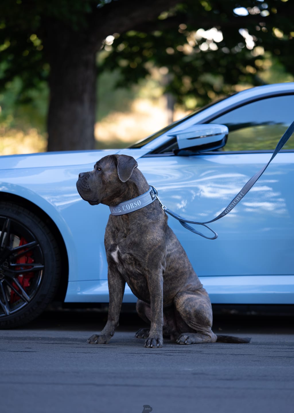 Customer photo review of Hundhalsband med namn