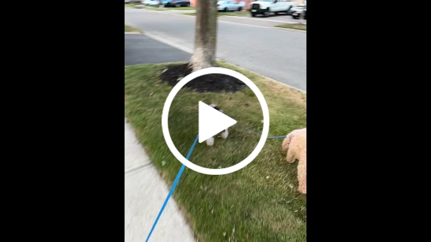 Customer video review of Solace Waterproof Multi-Dog Connector / Traffic Handle