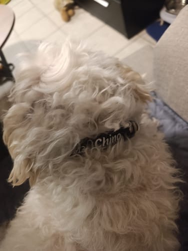Customer photo review of Collar personalizado para Mascota: Liso