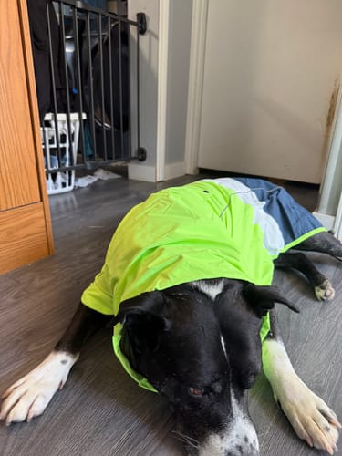 Customer photo review of Breatheshield™ Dog Raincoat  - Lime White Navy