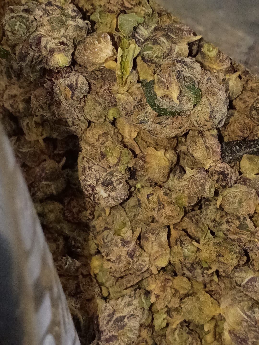 Customer photo review of Sunset Sherbet – Budget THCA Trim