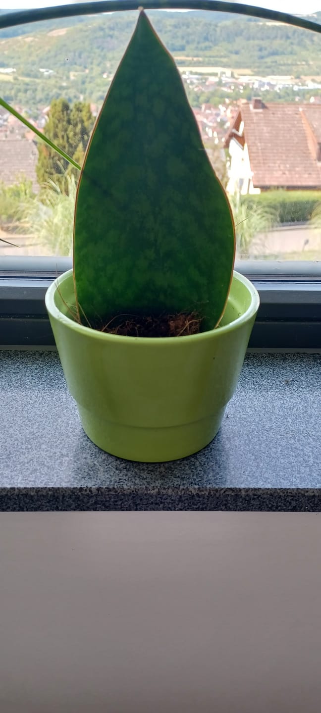 Customer photo review of SANSEVIERIA GRANDIS