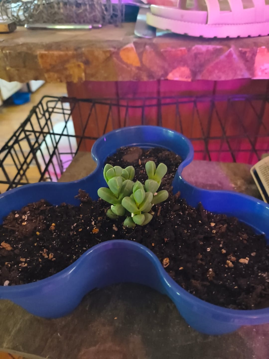 Customer photo review of Corpuscularia lehmannii - Ice Plant