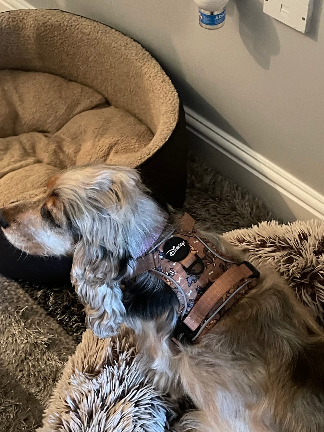 Customer photo review of Disney© Tough Trails™ Harness - Disney Dogs