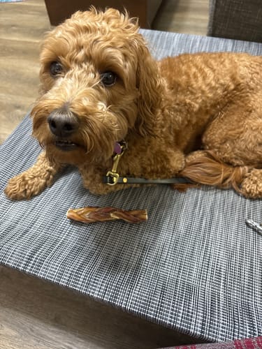 Customer photo review of Bully Bargain Bag