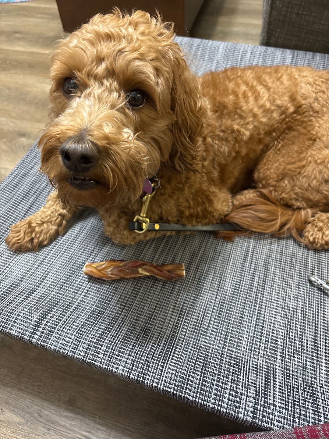 Customer photo review of Bully Bargain Bag
