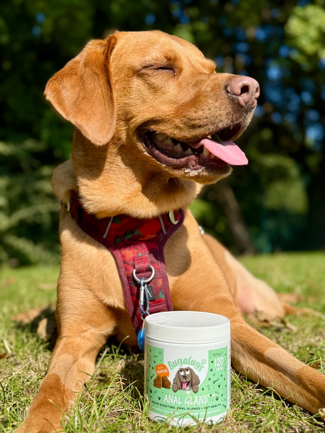 Customer photo review of Anal Gland Supplement Chews
